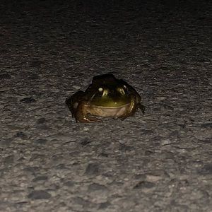 Meet your Posher, Phoenix